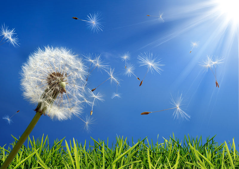 Seasonal Allergies/Hay Fever: What it is and How to Treat the Symptoms – Progressive Nutracare