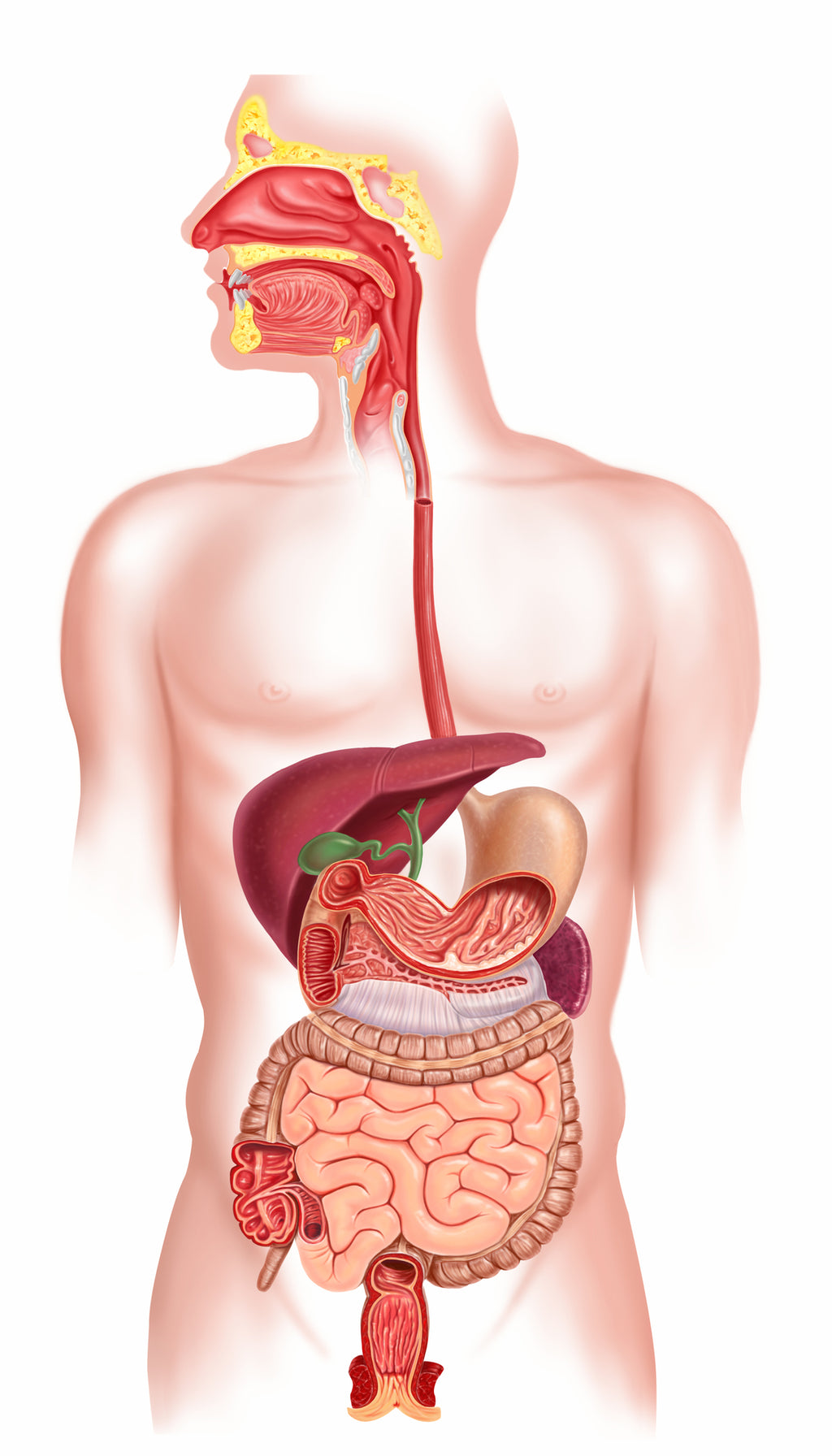 The Foundations to Optimal Digestion: A Journey Through Our Digestive System