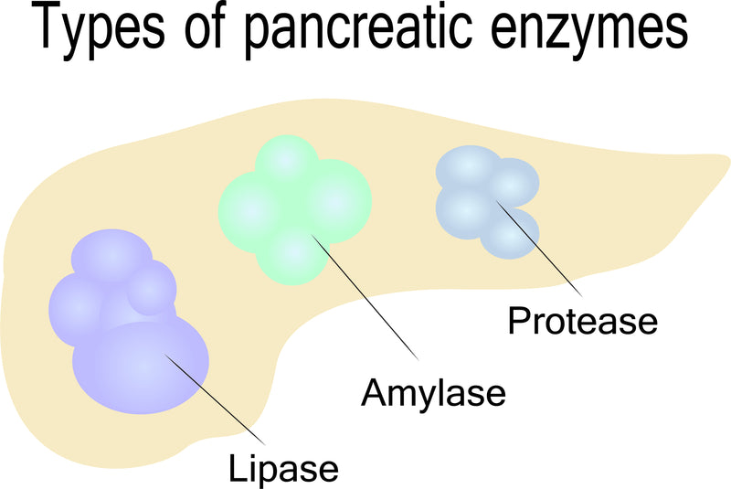 Pancreatic Enzymes And Digestion